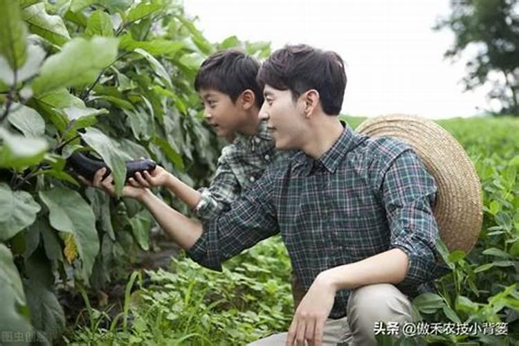 107杨树上什么化肥好,附杨树苗的栽种行距和株距