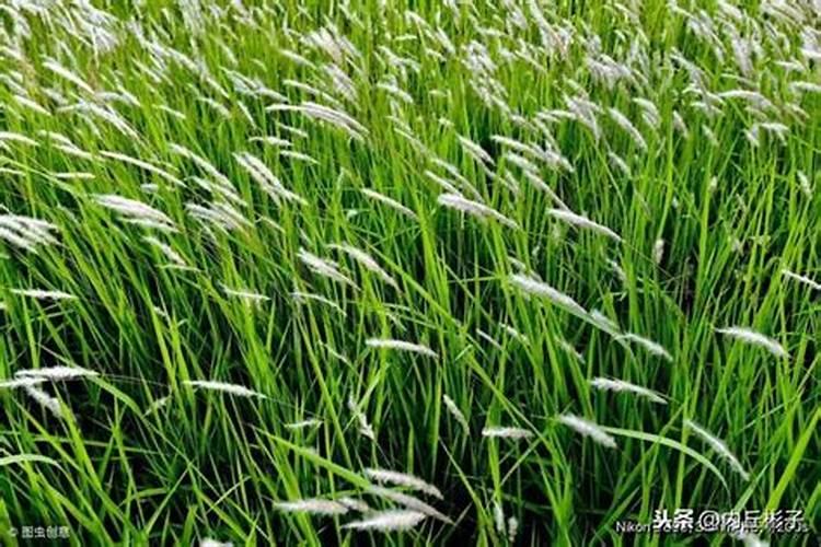 化肥对环境的副作用？