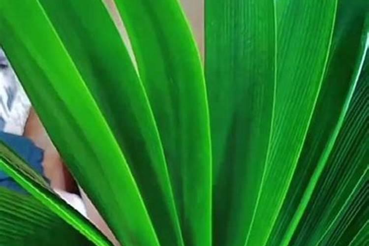 番茄膨果最佳时间 如何提高膨果速度