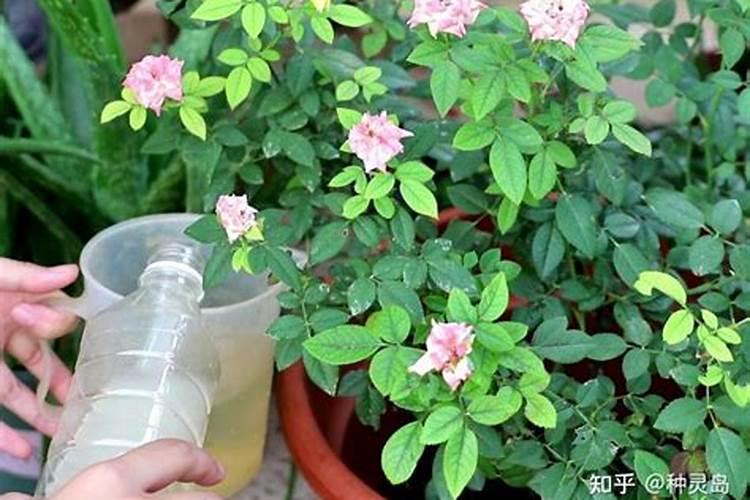 番茄膨大期怎么管理