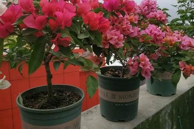 饼肥是氮肥还是钾肥