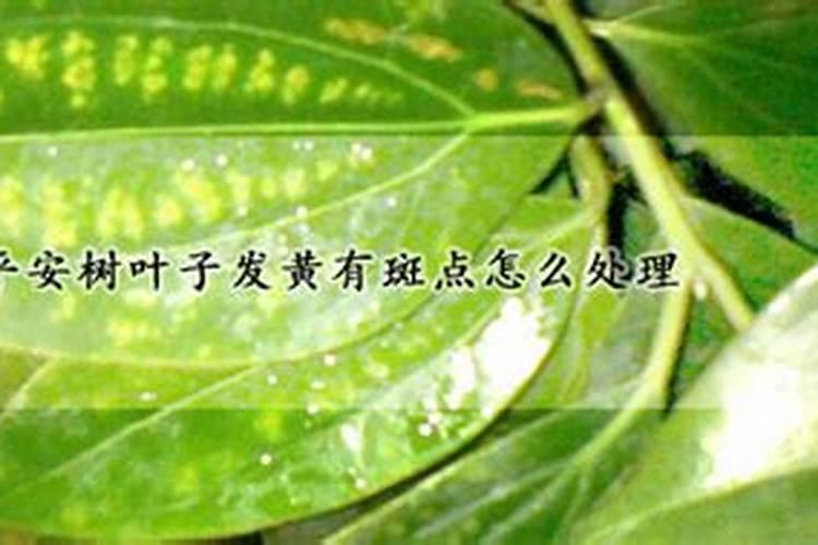 怎么给蓝莓幼苗上肥料