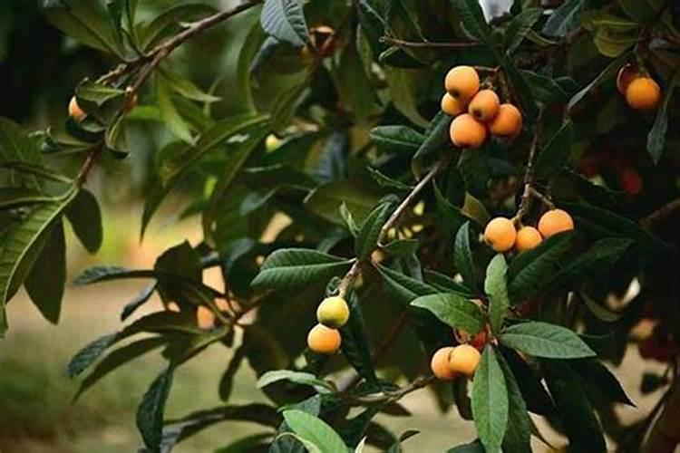 茉莉花最忌讳三种肥料