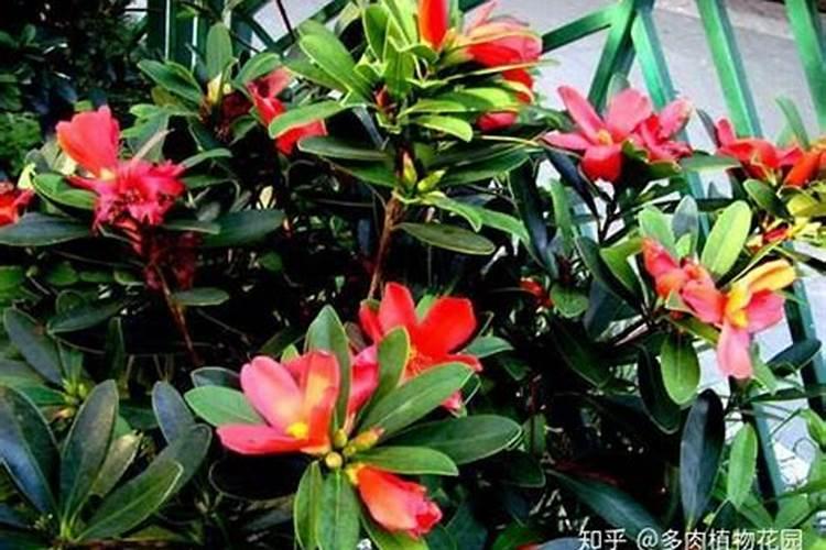 四季红山茶花怎么养