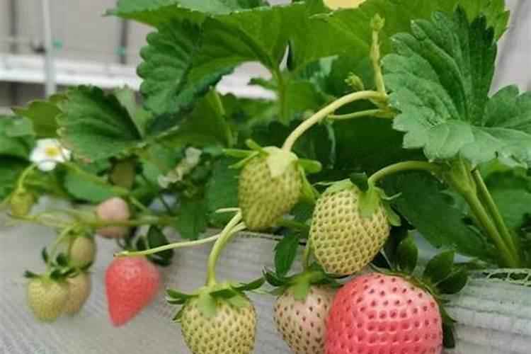 南方草莓育苗方法