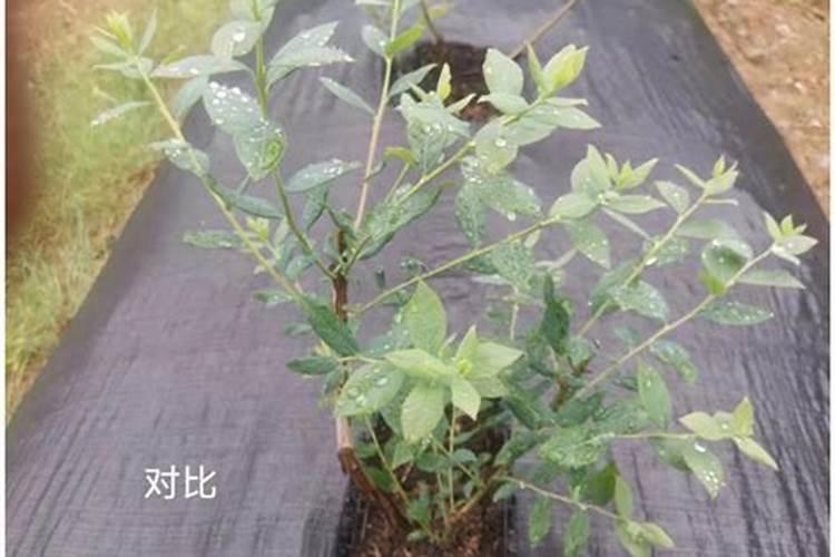 什么是铵态氮肥