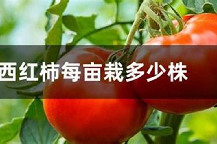 老师们西红柿配什么底肥比较好呢!