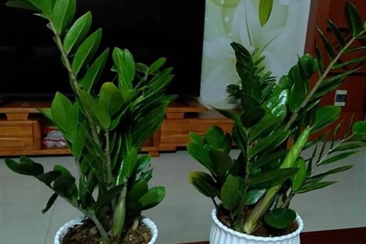 蔬菜早晨、晚上、还是下雨天施肥好？