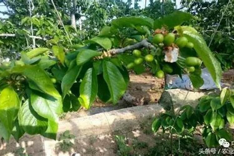 下雨天可以给蔬菜施肥吗