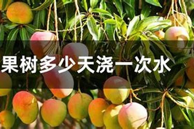 刚种的芒果树怎么施肥