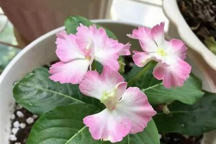 冲施肥什么牌子最好