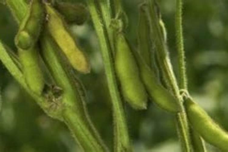 黄豆打药水最佳时间