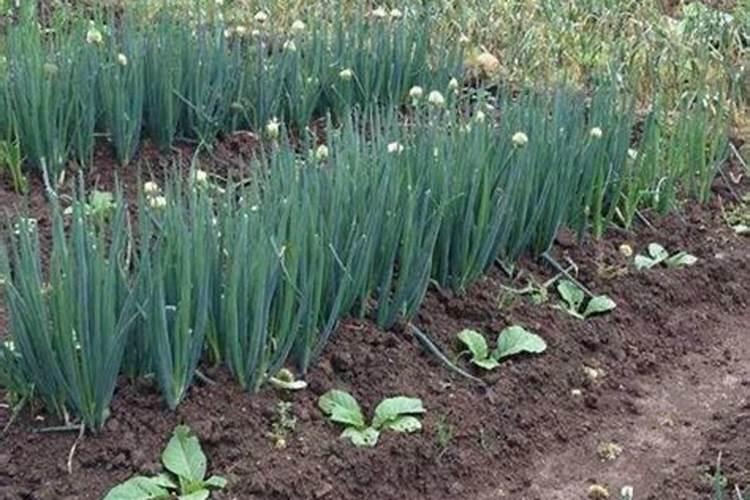 北方香蕉是怎么防冻的？