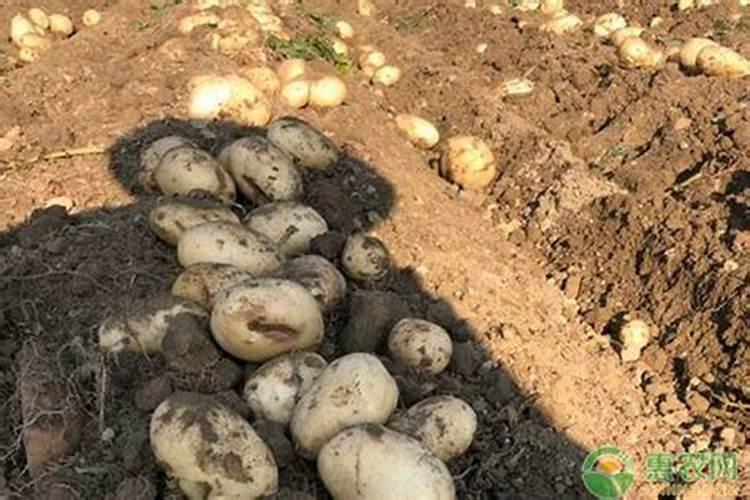 无花果施肥用什么肥料