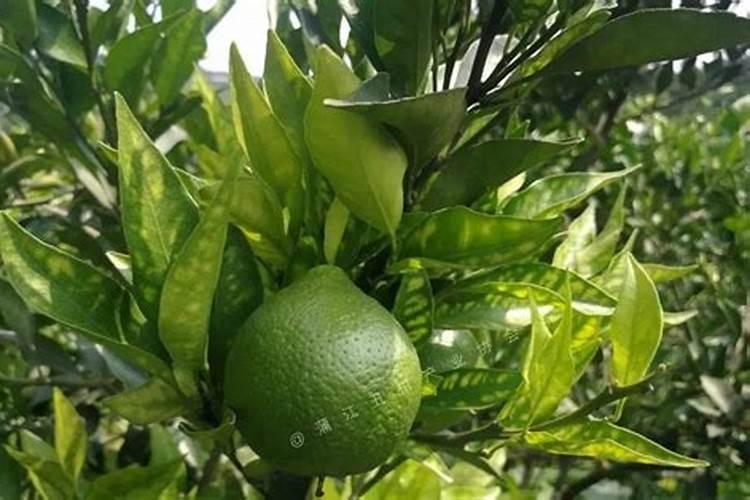 香蕉用什么叶面肥？香蕉什么时候打叶面肥？香蕉促花保果膨大防晒用金泰靓...