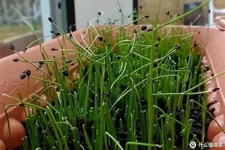 韭菜可以用人尿施肥吗(韭菜追肥用草木灰还是人尿好)