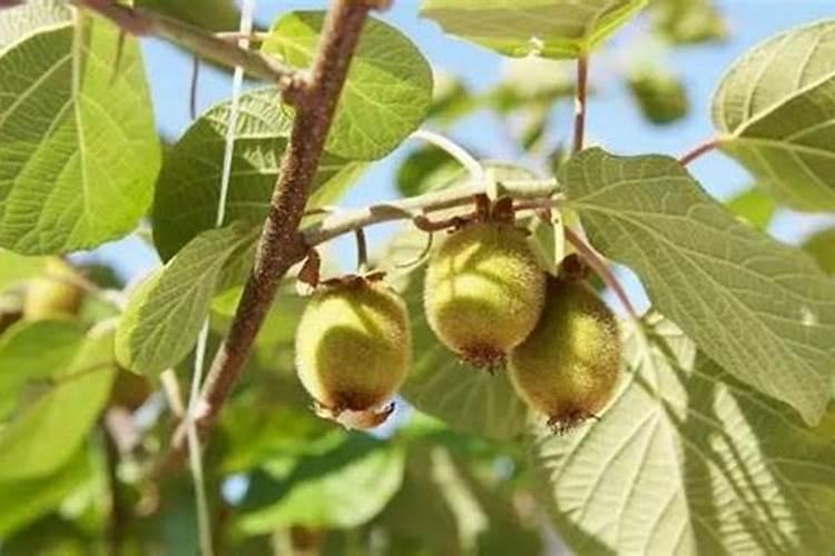 食物蛋白质的生物学效价最高和最低的是？玉米,鸡蛋,黄豆,鱼,大米。