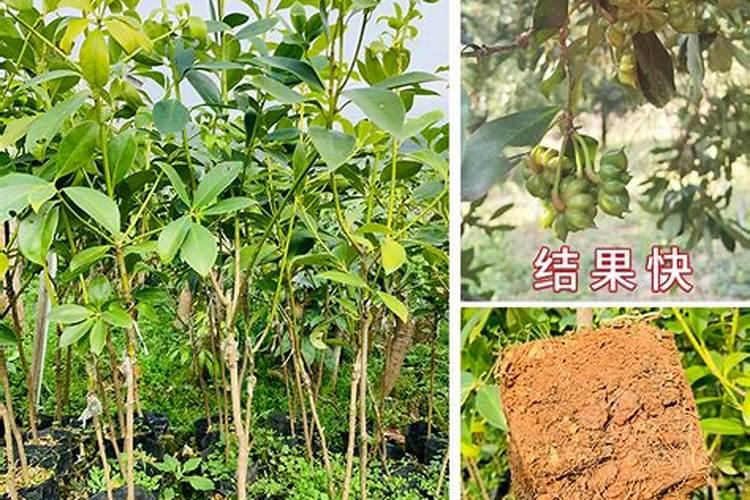 含钾最高的十种水果是什么