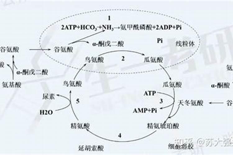 盐碱地适合上二胺和尿素吗、？越详细越好？