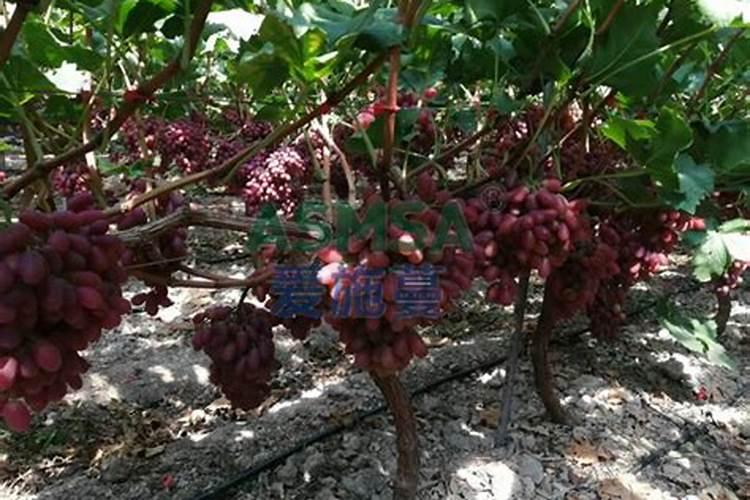 含钾高的蔬菜一览表