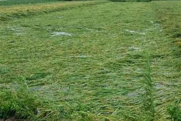 大拳头是颗粒水溶肥吗？是哪个公司研发的？