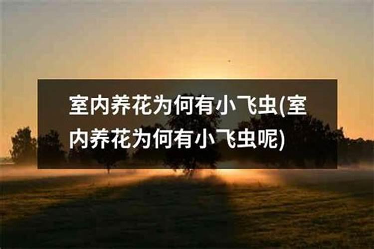 很多人种植辣椒都会多施钾肥,施钾肥有什么作用呢？