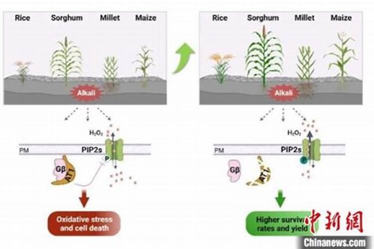 橘子树冬天施什么肥