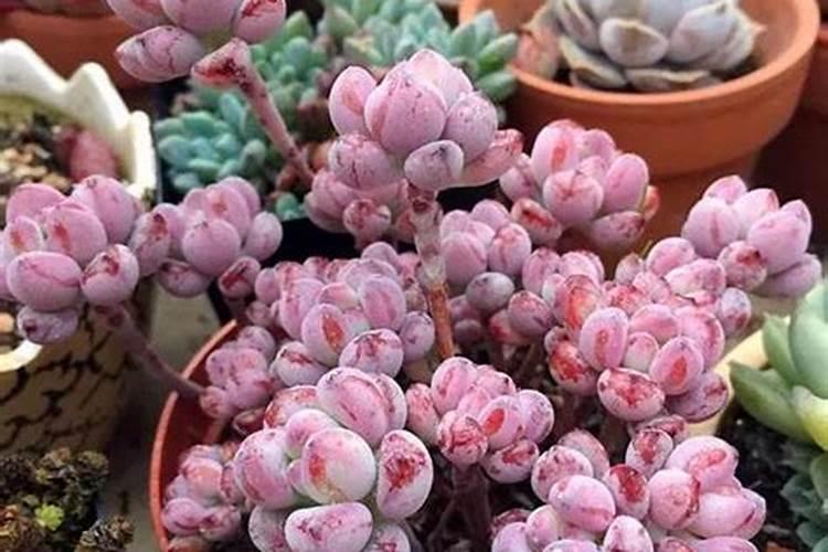 多肉可以用复合肥吗