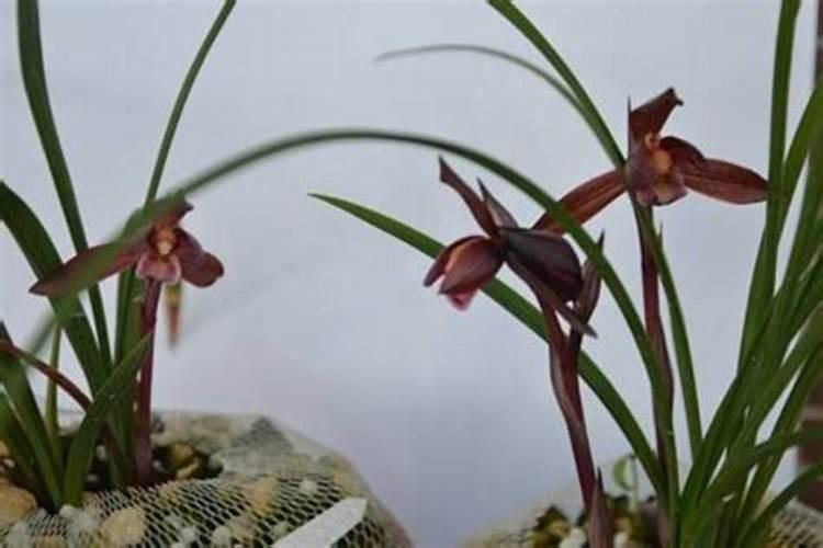 硝酸磷肥成分是什么？