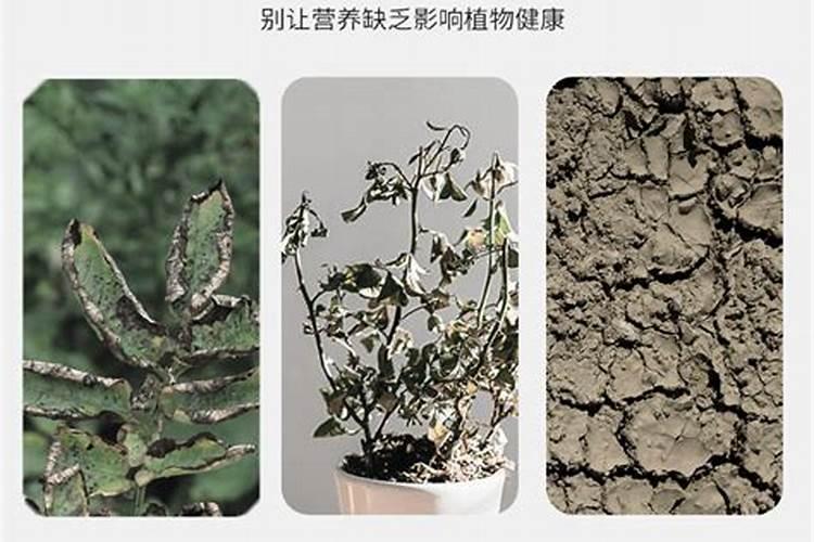 果树如何施肥,什么时候施肥最好？