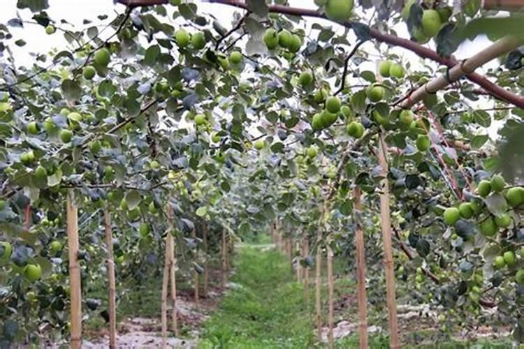 亚磷酸钾的四大害处