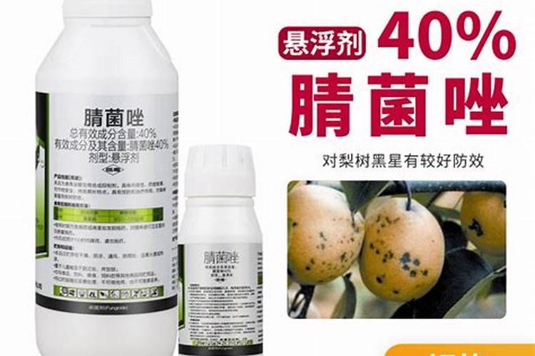 君子兰日本串为啥不能养