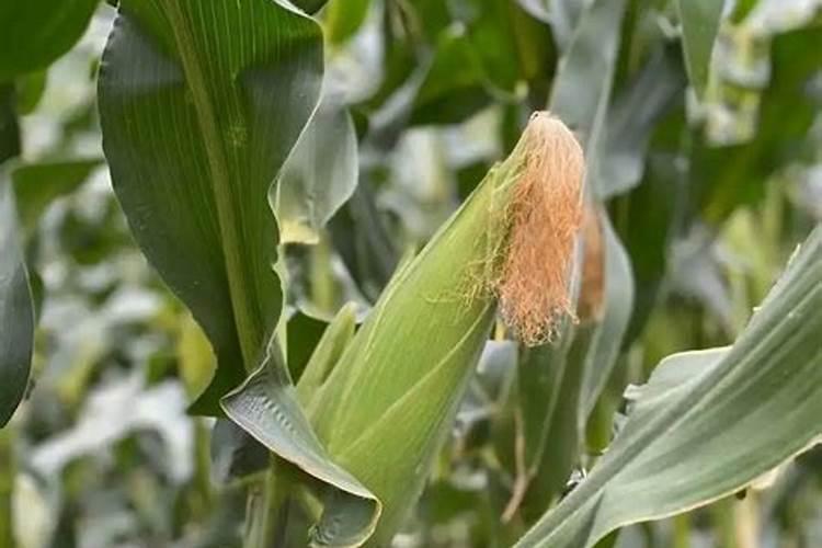 碳酸钙粉是什么东西 碳酸钙粉的作用与用途