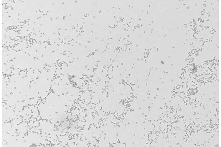 如何利用粪肥高效循环种养,撒粪机进行抛洒还田!