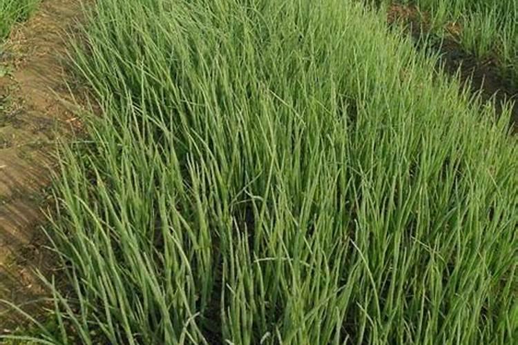 洋葱用什么肥料能使洋葱生长快