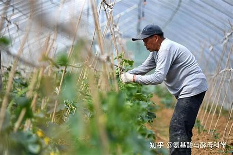 花生肥氮磷钾配方