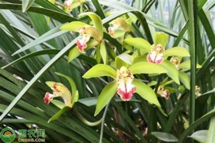 兰花花谢后怎么处理