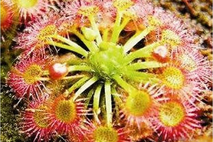 茅膏草怎么修剪？