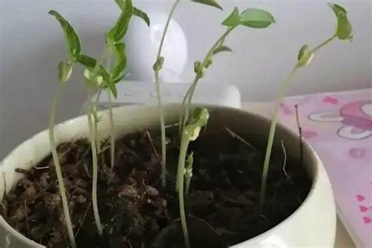 绿豆怎么种小盆栽