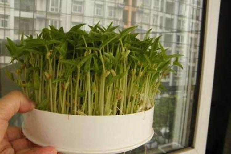 在咱们家里,什么东西算是氮肥呀