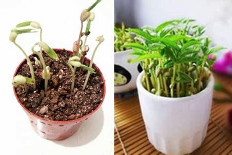 盆栽绿豆怎么种 盆栽绿豆如何种