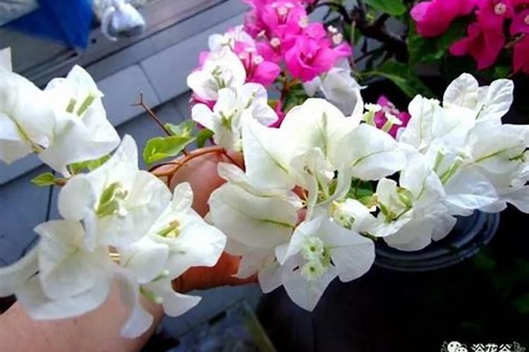 茉莉花有花苞的时候可以施肥吗