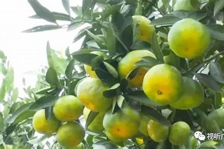 有机—无机复混肥料的生产工艺和生产方法是什么？