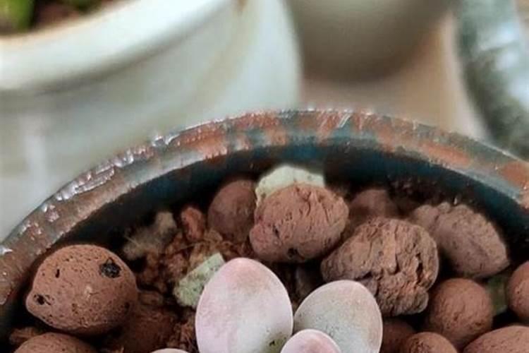 秀妍多肉徒长了怎么办