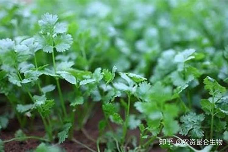 香菜重茬种植技术是怎样的