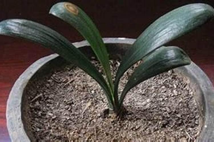 君子兰用什么肥料