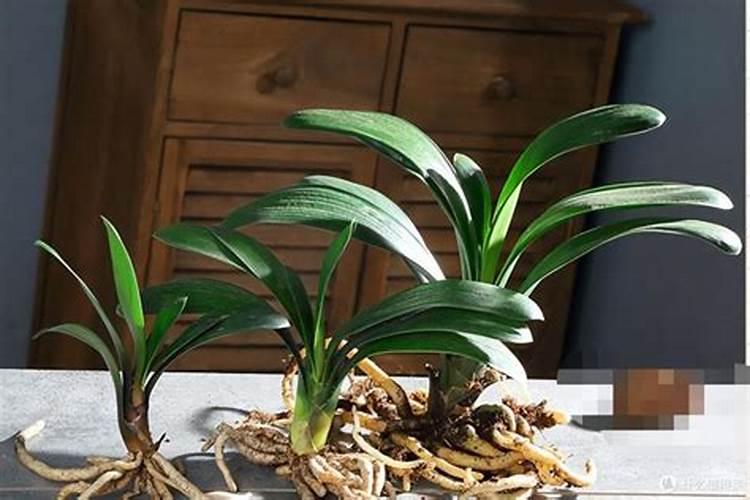 君子兰用什么肥养护长得肥绿健壮