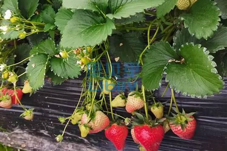 水溶肥为什么都这么贵？哪家好用？可作叶面肥喷施吗