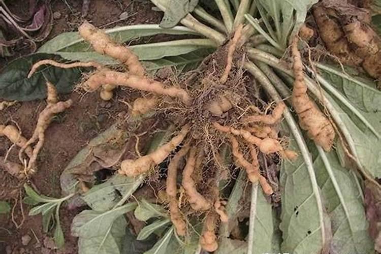 麻竹种植与管理技术