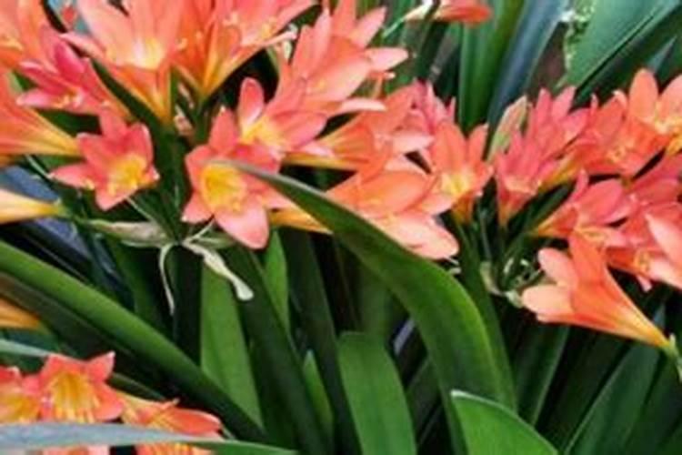 玉米心叶发白什么原因 玉米白叶是什么原因